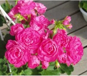 sadzonka pelargonii Dynasty Daji