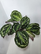 Calathea medallion, kalatea 