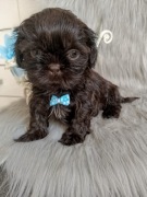 Czekoladowy piesek rasy Shih-Tzu 