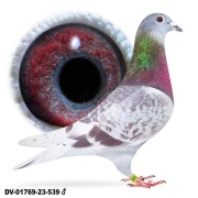 Młode para 22 Oryg. A&W Drapa Bulck syn One and Only x wn super sprint 873 