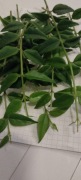 Hoya Bella Green - cięta w ukorzenianiu + gratis.