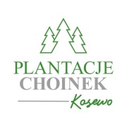 Świerk srebrny cięty choinki hurt 200 - 250cm