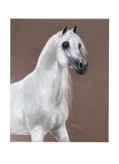 Konie arabskie - Legendarny ogier Ekstern – Oryginalny pastel Sylwii Iłendy