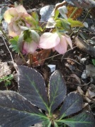 ciemiernik helleborus red double picotee 15 nasion