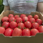 Pomidor Pink Pioneer F1 - Nasiona Holenderskie