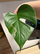 Monstera Deliciosa var, Sierrana - sadzonka pędowa z aktywnym oczkiem