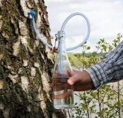 Sok z brzozy cena za litr