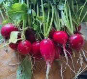 Rzodkiewka organica Smart