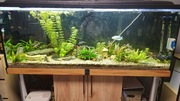 Akwarium 450l z szafką, całym osprzętem, rybami i roślinami.