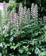 Akant miękki bylina wieloletnia duża sadzonka 