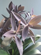 Tradescantia Purple Heart trzykrotka purpurowa