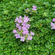 Macierzanka pigmejska / Thymus Pygmaeus