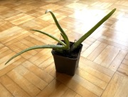 Aloes Leczniczy aloe vera sadzonki 