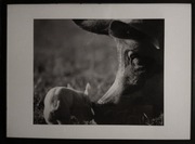 Fotoplakat animals jak National Geographic