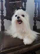 Maltańczyk Korea Sunia ZKwP Fci