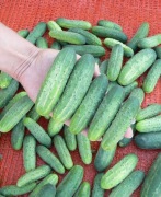 Ogórek Akord F1 - Wysoko odporny na mączniaka rzekomego 