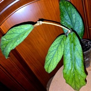 Hoya, hoja ~ sp. MT 09~ ukorzeniona, rosnąca 