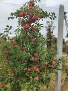 Szampion Reno 2  oraz Red Jonaprin