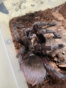 Pamphobeteus sp. machalla SAMIEC 5dc