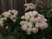 Pelargonia Ta Emmanuel 