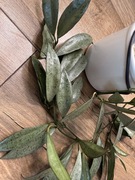 Hoja Lacunosa Silver Bean