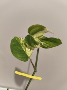 Epipremnum pinnatum marble