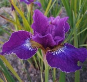 Irys syberyjski Crimson Cloissone' Iris sibirica