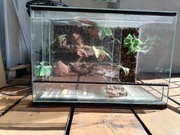 Terarium dla gekonów lamparcich z wnętrzem + wyposażenie 