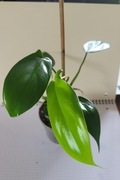 Philodendron Florida Green 