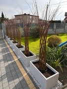 Wierzba pleciona 200cm, ozdoba do ogrodu