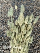 Mozga naturalna suszona trawa susz bukiety zielona