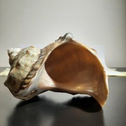 Grota naturalna muszla ślimaka turbanowego 130 x 110mm ozdoba akwarium