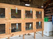 klatka dla królików 