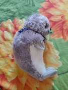 Maskotka foka średnia