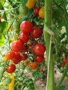 Pomidora Sweet Aperitif-Karma dla rybek 