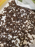 Kokony pszczół, murarki ogrodowej 100szt. Oczyszczone