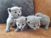 Kot kociak rosyjski niebieski prawdziwy rodowód FPL/FIFe Śląsk rosyjskie