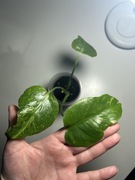 Monstera Ocean cała roślina