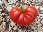 pomidor Queen Elizabeth nasiona kolekcjonerskie