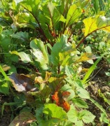 Botwinka ekonaturalne standardy prosto z naszego pola Smart