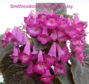 Achimenesy kłącza Smithicodonia Heartland's Joy