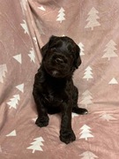 Owczarek / Pudel Aussiedoodle Brown