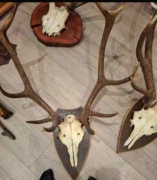 Poroża jelenia Rogi