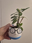 WILCZOMLECZ okazały Euphorbia milii- kremowy 