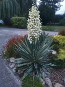  Juka (Yucca) Gloriosa Variegata