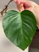 Monstera Deliciosa var, Sierrana - ukorzeniona pędówka z aktywnym oczkiem