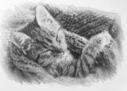 Rysunek Kota ołówkiem Obraz A5 ręcznie rysowany 