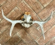 Potężny Kinkiet z Poroża JELENIA na Czaszce | Vintage lata 70. | Roz. 75 cm