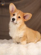 Welsh Corgi Pembroke ZKwP FCI  piękny piesek po Championie
