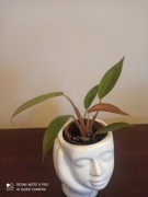 Filodendron ' Prince of Orange'